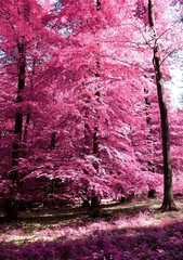 Magical view into an infrared forest shout with purple and pink leaves