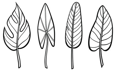 Set of different hand drawn plants leaves. Vector outline illustration drawings on a white background. Collection of tropical tree leaves