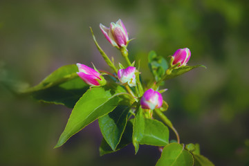 Blossoming flowers of wild apple tree on a blurred background.