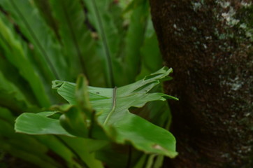 green leaves natural background