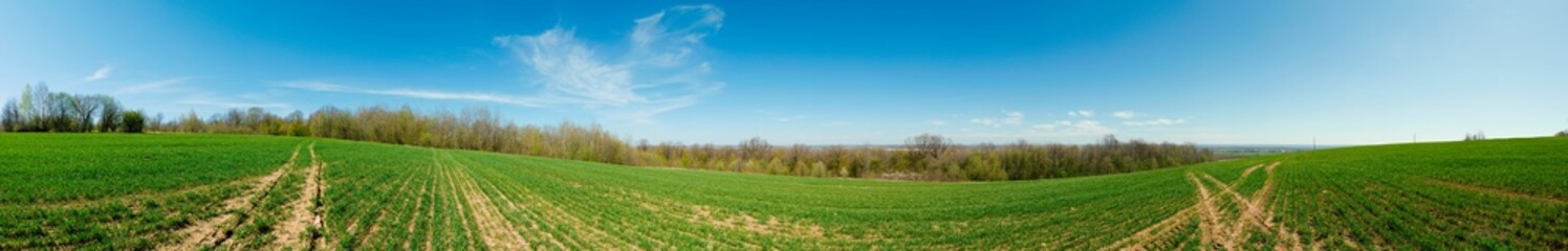 Field of young wheat. Background of green grass on a sunny spring day
