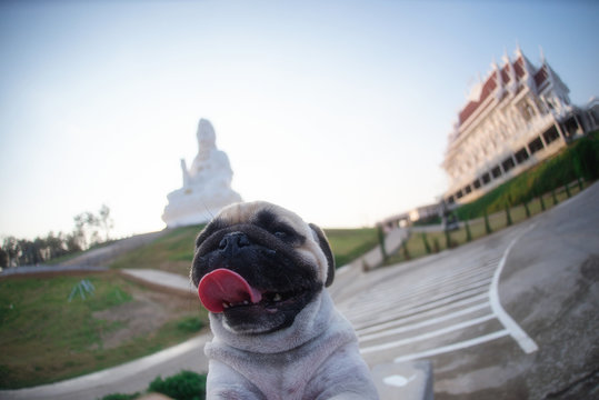 Pug Dog  selfie