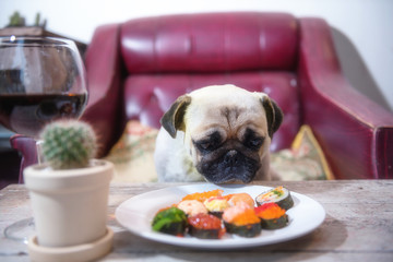 Pug Dog  eat sushi