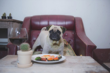 Pug Dog  eat sushi