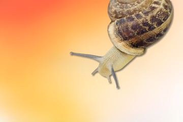 Snail.