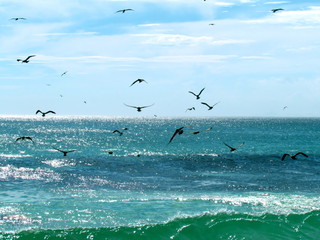 Seagulls are always looking for food