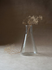 Transparent glass vase with dry flower
