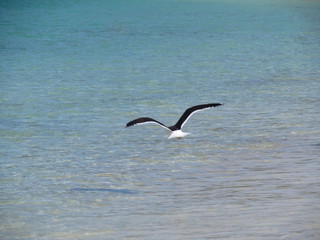 The graceful swooping flight of seagulls