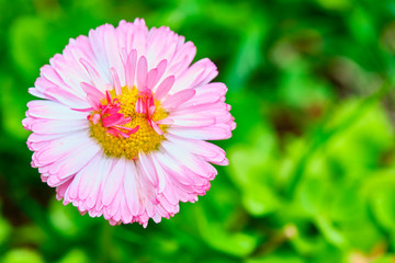 Obraz premium macro pink field flower close-up, blurred background. View from above color