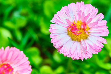 two pink field flower close-up, blurred background. View from above color