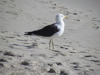 Seagulls perched next to the water's edge