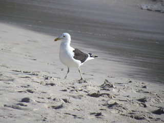 Seagulls perched next to the water's edge