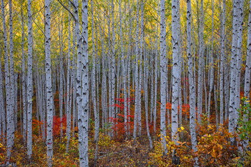 Fototapety  Jesień w lesie
