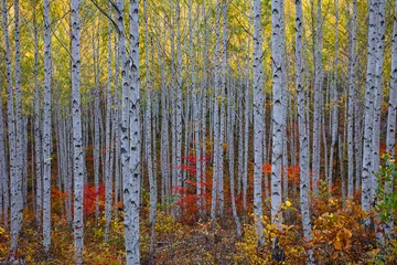 Gordijnen Autumn in the forest © park