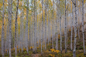 Panele Szklane  Jesień w lesie
