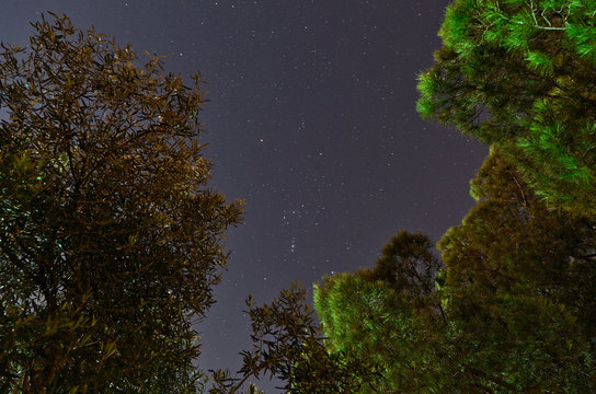 Starry sky and trees. Night sky photography