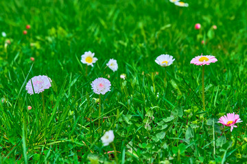 wildflowers on green grass, blurred background. View from above color
