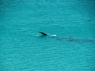 Obraz premium Southern Right Whale Sighting at Praia Grande