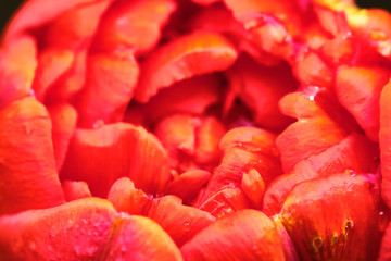 macro photo red toulpan bud, blurred background. View from above color