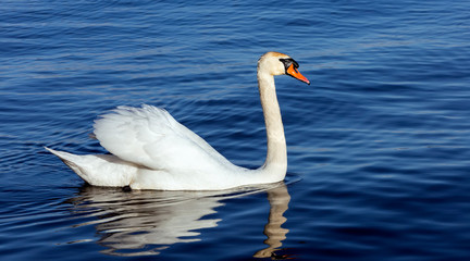 Snow-white swan in crystal clear blue reflection