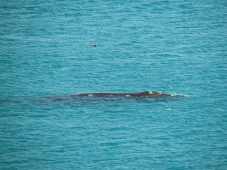 Fototapeta premium Southern Right Whale Sighting at Praia Grande