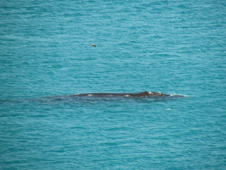 Southern Right Whale Sighting at Praia Grande