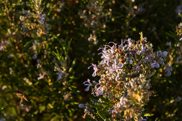 Rosemary flowers during springtime. Flower Photography