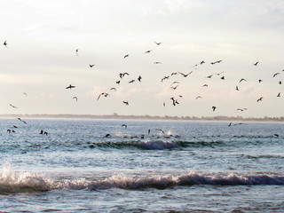 Seagulls are always looking for food