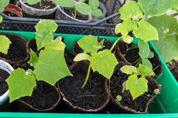 Small green cucumber sprouts potted in the greenhouse. Cultivated gardening