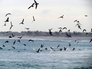 Seagulls are always looking for food