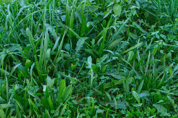 Wild grass scene. Greenery background