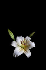 Lily flower with water drops isolated on black background - vertical shot with copy space