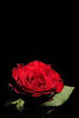 Beautiful red rose glowing in the dark isolated on black background - vertical shot with copy space