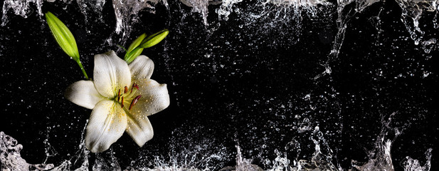 Narrow banner with white lily flower and dynamic water splashes and drops against black background - obrazy, fototapety, plakaty