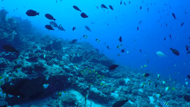 Schools of reef fish swim over a deep Hawaiian rocky coral reef in clear blue tropical water.  An underwater shot taken at marine preserve Molokini off the coast of Maui, Hawaii.