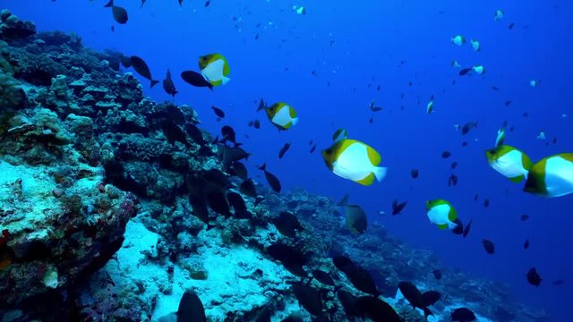 Schools of reef fish swim over a deep Hawaiian rocky coral reef in clear blue tropical water.  An underwater shot taken at marine preserve Molokini off the coast of Maui, Hawaii.