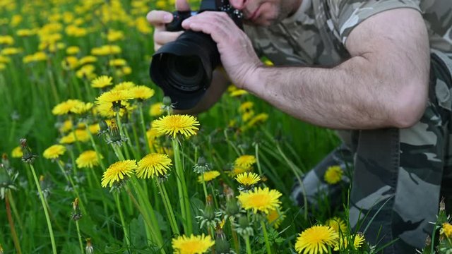 Nature photographer in camouflage clothing is on his knees in a large dandelion field, taking photos and filming the bright wildflowers outdoors