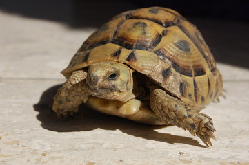 Obraz premium turtle