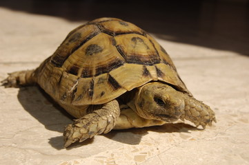 Fototapeta premium turtle