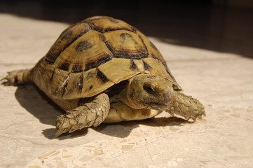 turtle