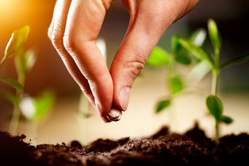 Seed.