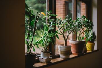 Tree pots at the window