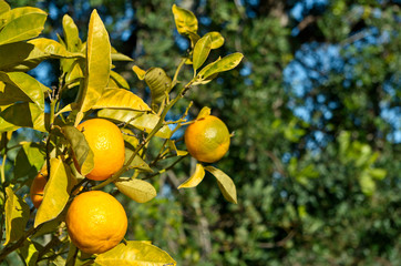 Oranges on trees for harvesting in Algarve, Portugal