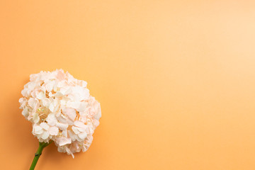 Fresh pink hydrangea flower on orange background. Floral composition, top view, copy space