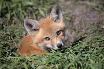 Young Baby Fox Playing in the Sun