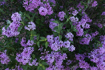 Fototapeta premium Lilacs in bloom in the spring.