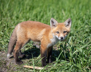 Young Baby Fox Playing in the Sun