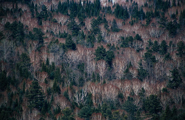 forest on the mountainside