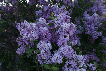 Fototapeta premium Lilacs in bloom in the spring near Deming, N.M.