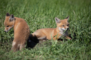 Young Baby Fox Playing in the Sun